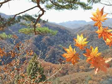 打胎药巴菲特：伯克希尔认可日本商社，可能“永远”持有它们